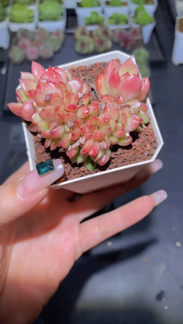 212红钻石珍妮缀量拍发一颗