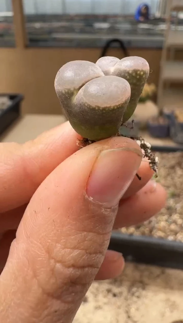 多肉植物肉锥3-73