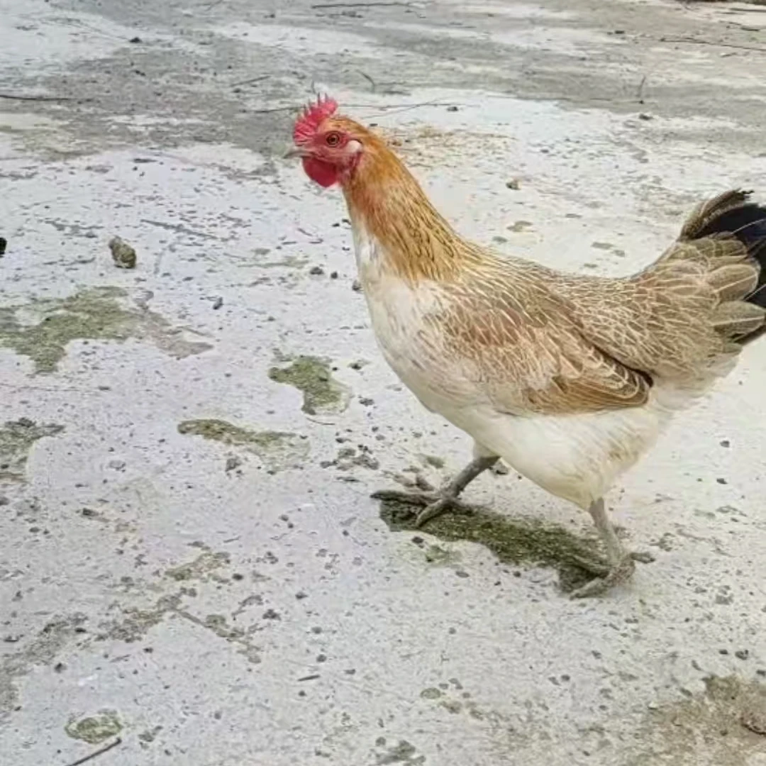 贵州老品种五彩土母鸡