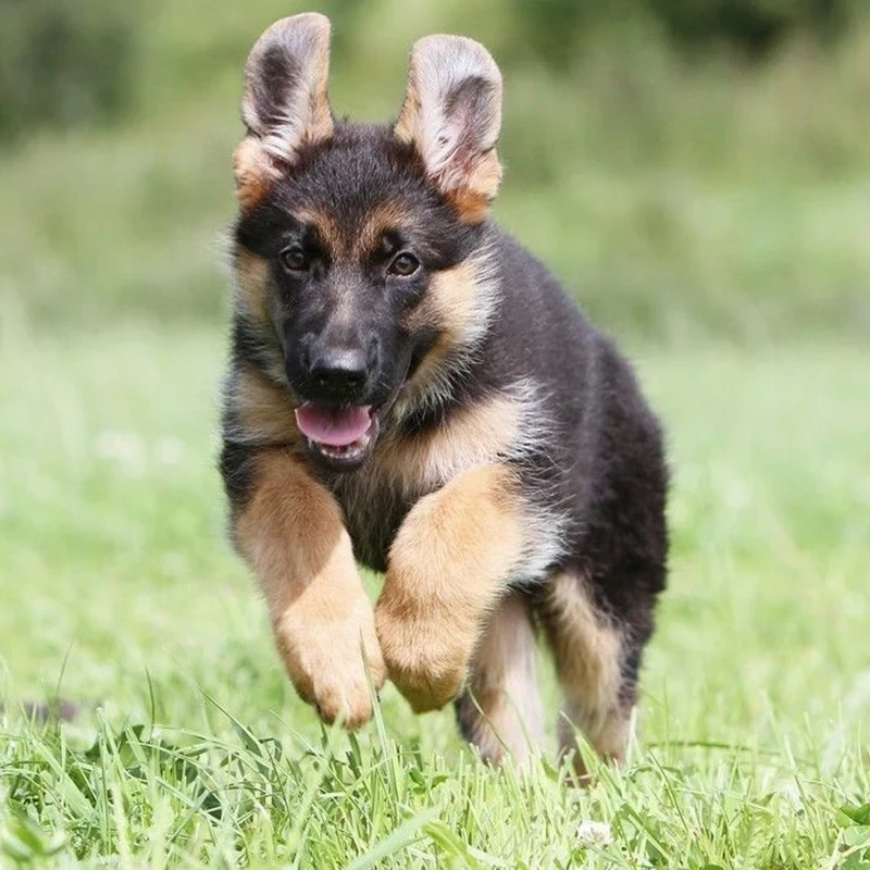 直播间【12级粉丝灯牌】不花"米"白嫖2000米以下德牧一只