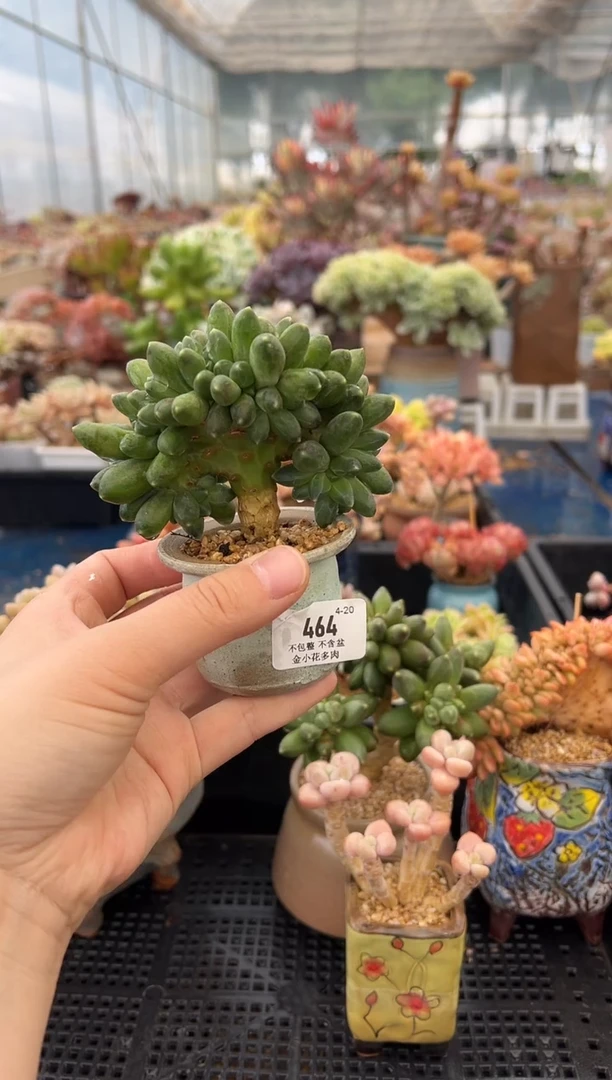 464          不带盆