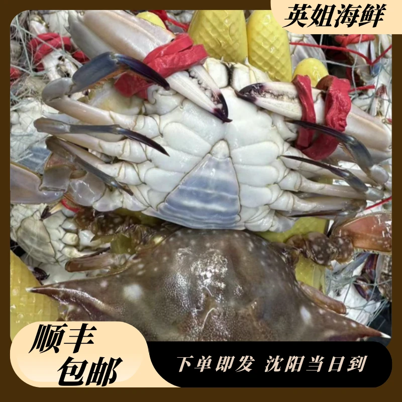 东港尖/圆母3斤【仅限沈阳市内快递发货】单只2两左右【保鲜不保活】