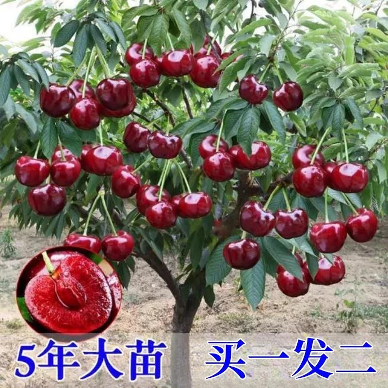 大樱桃树苗嫁接黑珍珠车厘子树苗南北方种植盆栽地栽果苗当年结果