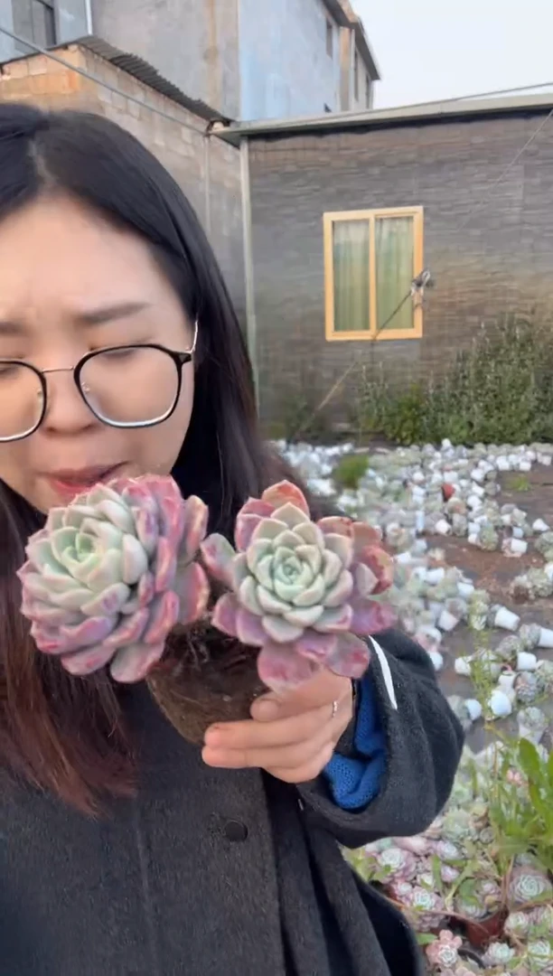 【闪购商品】129-双头起粉斑点5