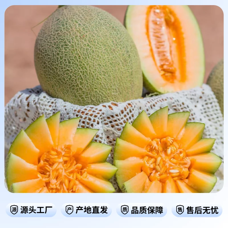 新疆特产哈密瓜9-10斤（2枚装）