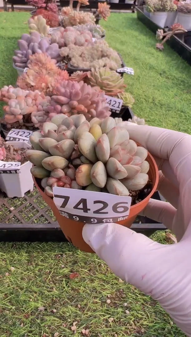 【闪购商品】信福多肉一物一拍