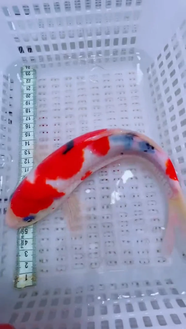 锦鲤锦鲤一物一拍包邮26