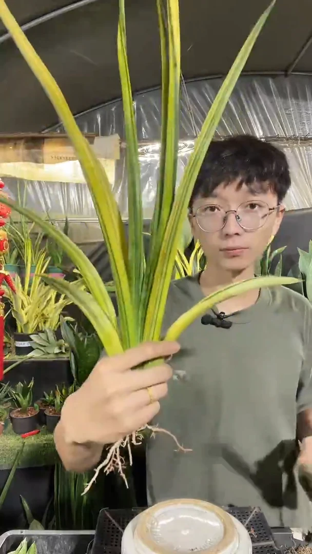 5号矮人锦裸根99