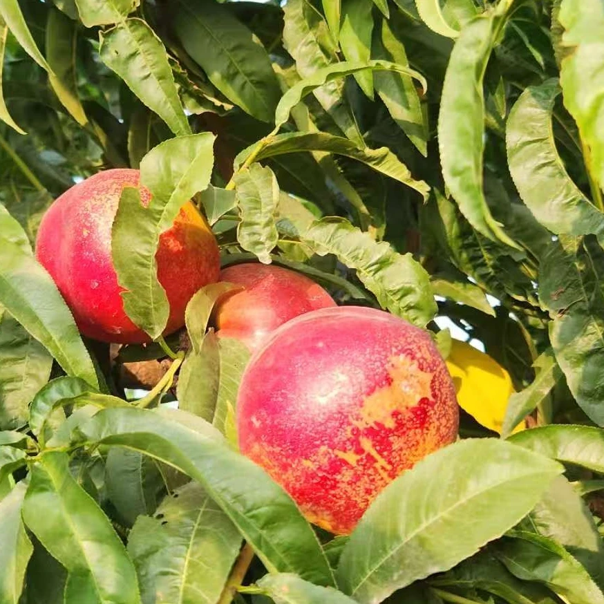 【怀远助农 】顺丰包邮 现摘现发 砀山油桃 中油23 净重4.5斤装