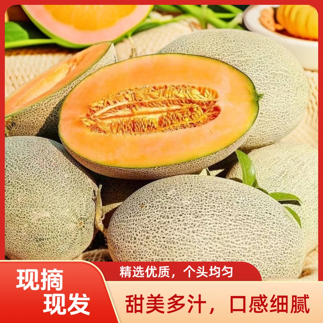正宗哈密瓜现摘现发皮薄肉厚脆甜多汁头茬新鲜采摘当季新鲜水果