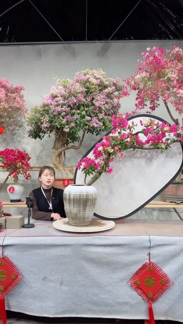 【闪购商品】盆景金心双色