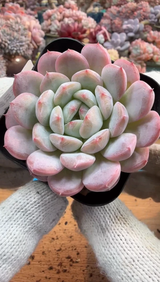 东云多肉园三号店-112