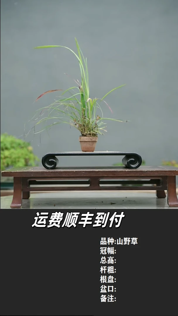 韩*3 山野草