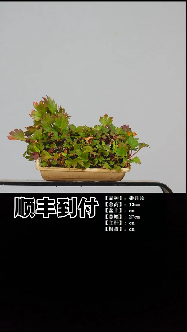 无花朵和**行a125姬丹顶bubaoyou