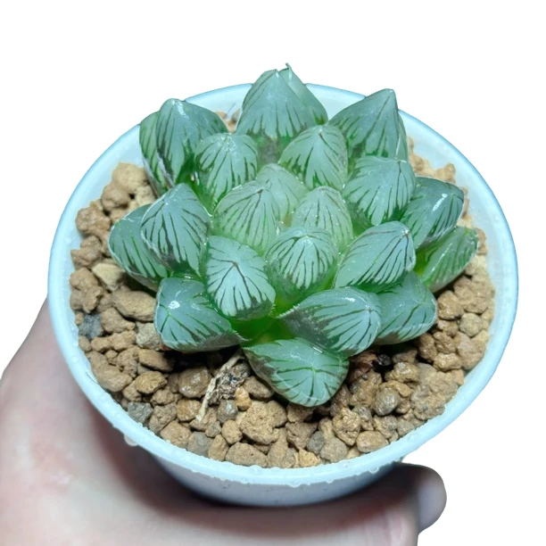 【龙爪】十二卷新手好养多肉植物根系带土原盆栽培种植拍下发