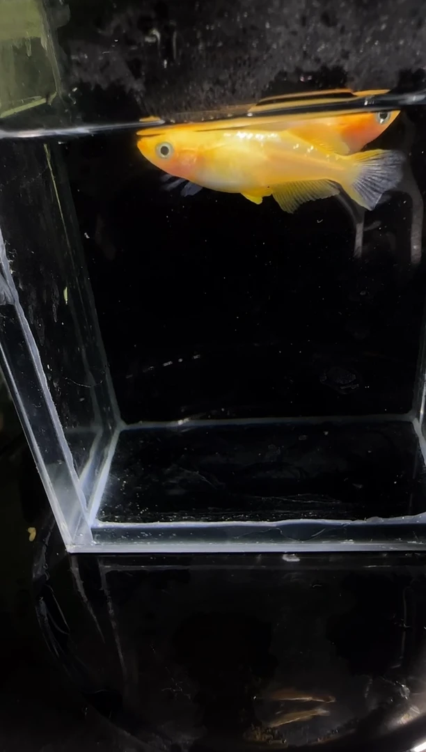 青鳉鱼观背青鳉观背青鳉61