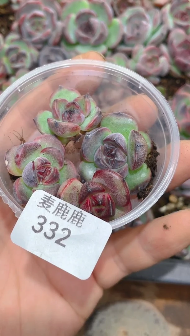 332暗黑系珍妮    量拍