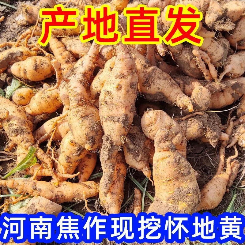 新鲜地黄河南焦作特产怀地黄生地黄现挖现农家自种中药材养生神器