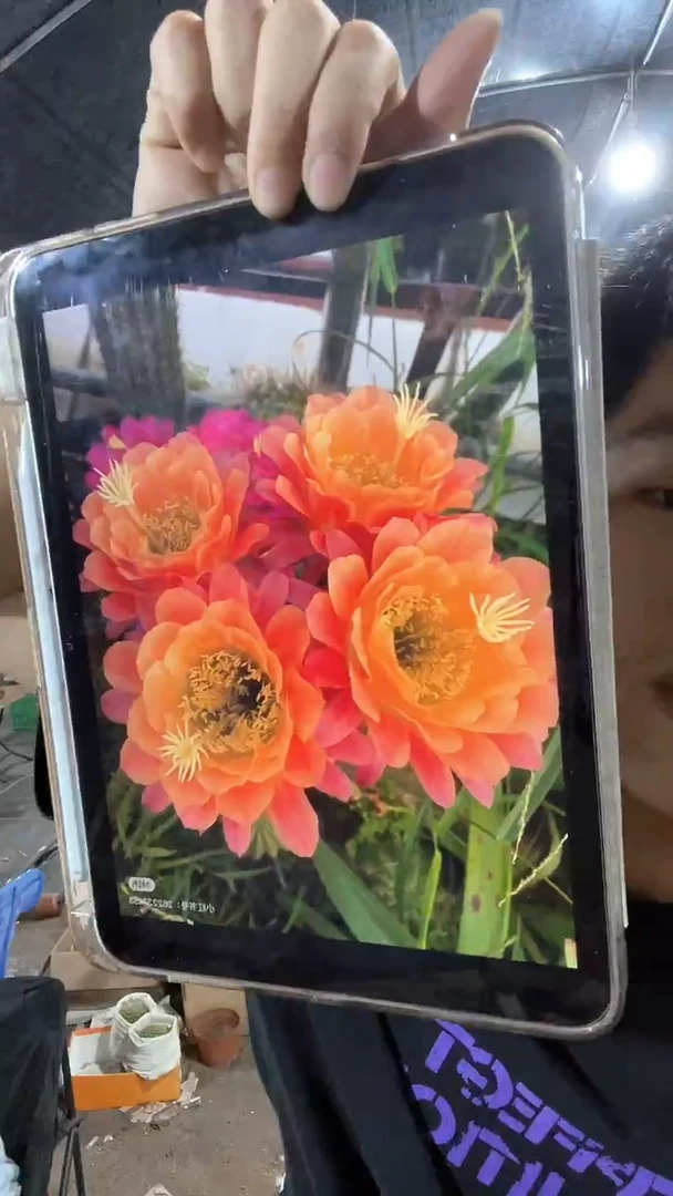 毛花柱开花品种高度20cm左右