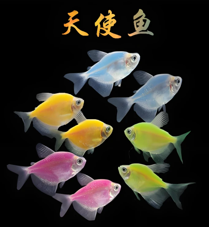 彩色天使鱼新手好养淡水鱼小型鱼观赏鱼耐活彩色