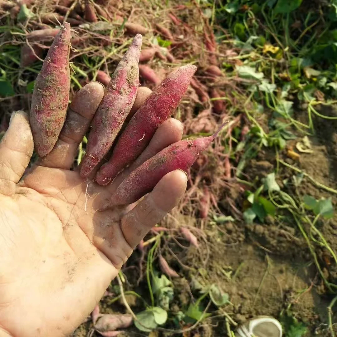 手指薯【薯博园】新鲜栗香红薯迷你手指薯