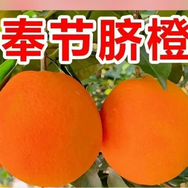 奉节县阿兵水果脐橙