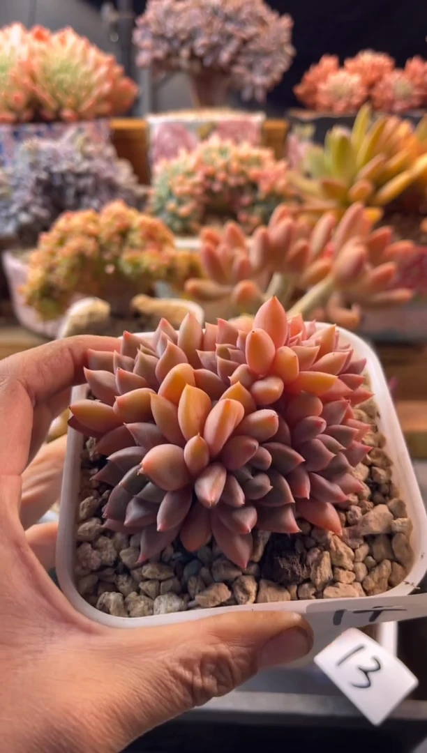 12.14-14红象牙11111111