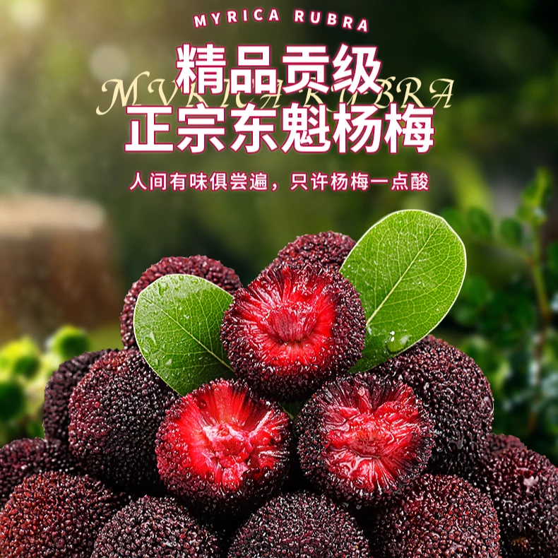 仙居正宗【东魁杨梅】9A大果空运冷链新鲜凌晨现采现摘送礼礼盒装