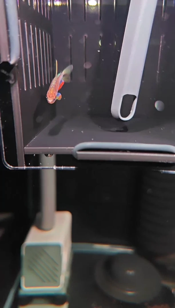 灯科鱼可乐加冰超级梦幻