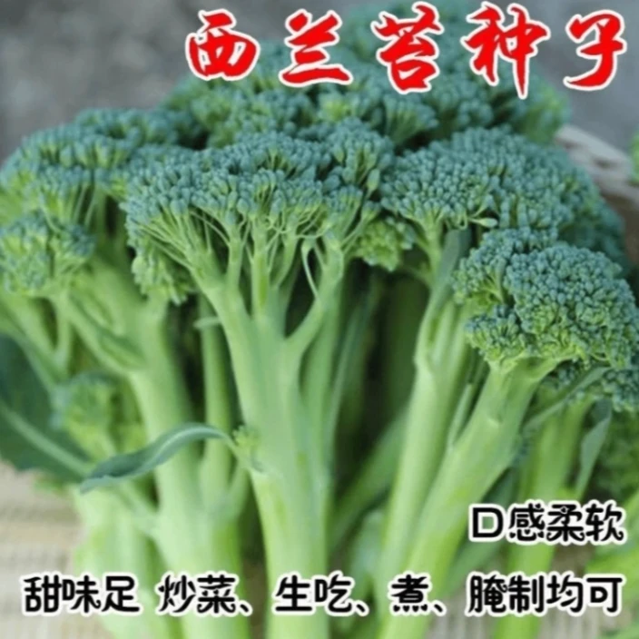 【西兰苔种子】菜苔种子蔬菜种子油菜芯籽四季种植盆栽阳台小院