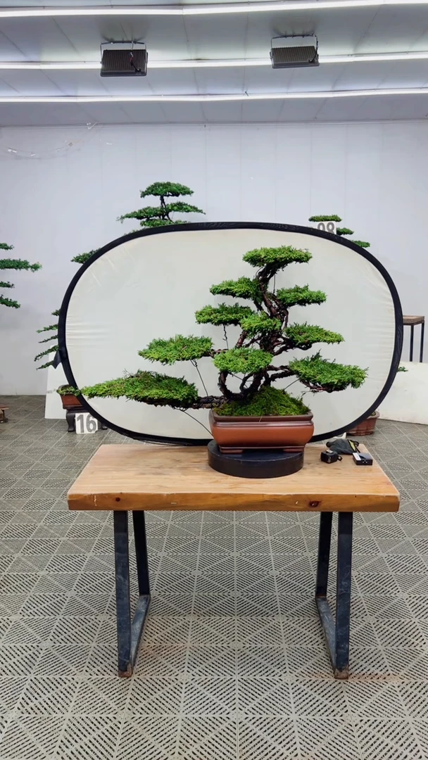 无花朵造型盆景一物一拍