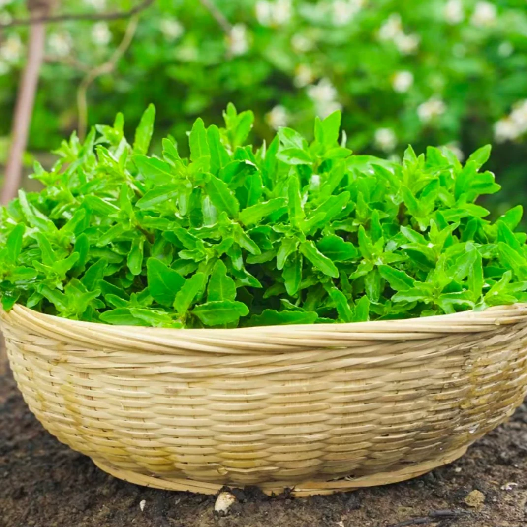 当涂农家现摘野枸杞头