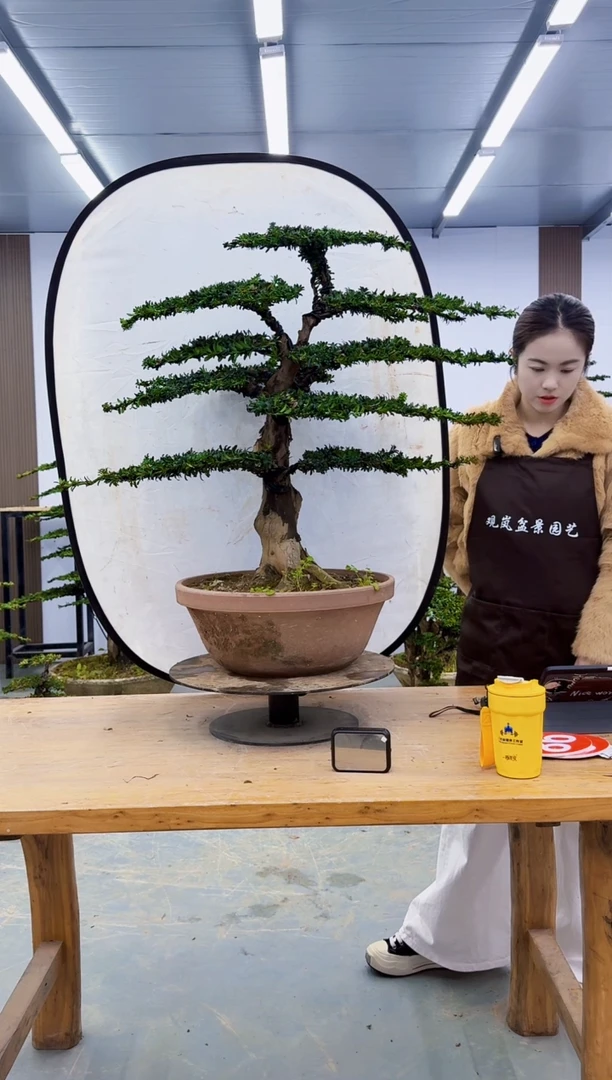 无花朵000000000000