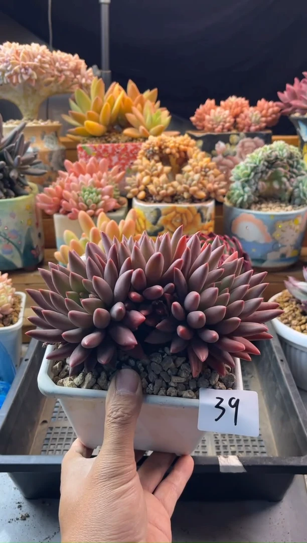 12.12-39红蜻蜓111111111111