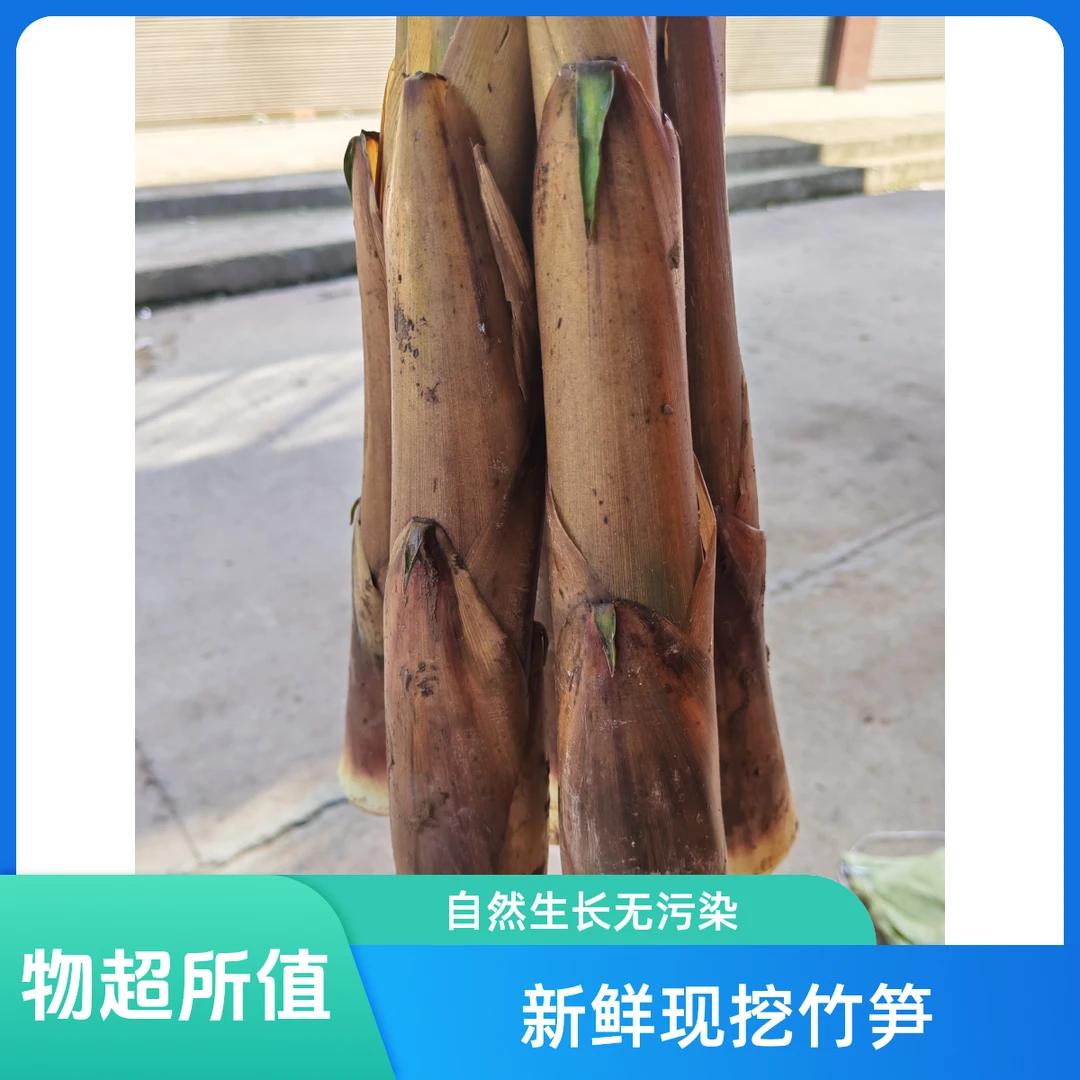 四川省宜宾市屏山县新鲜甜苦笋