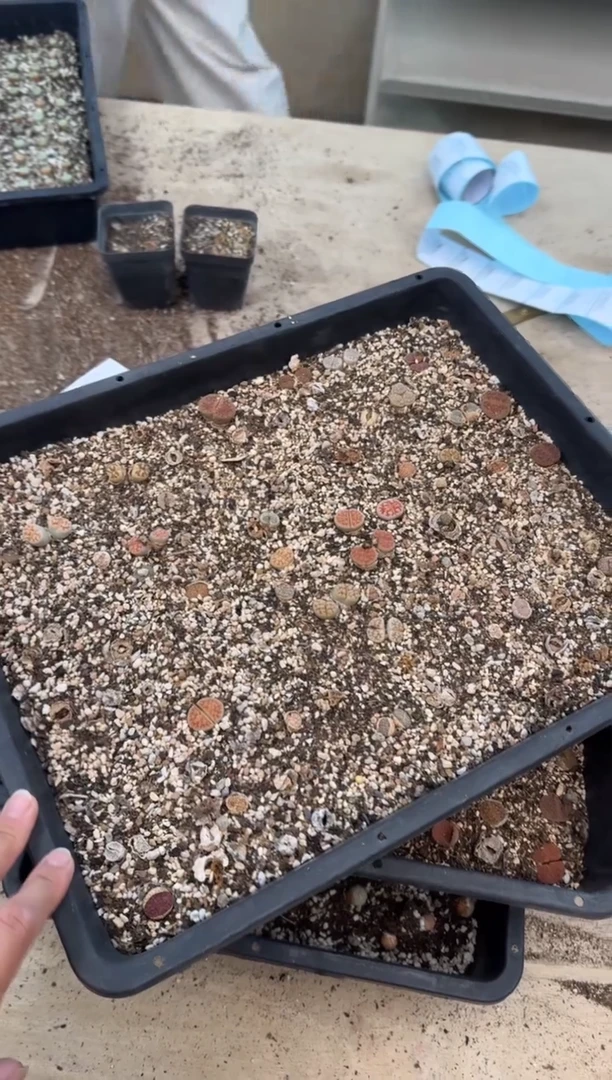 11-225多肉植物肉锥