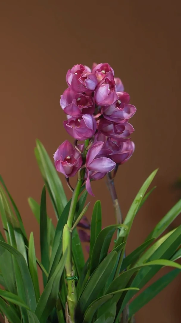 全部花朵卓玛盆景盆景盆景