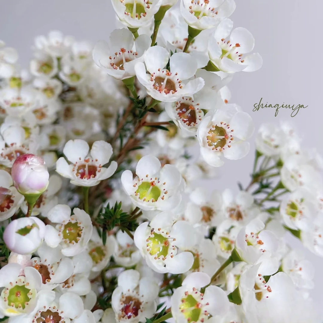 【白色腊梅300克】鲜花次日达批发直播品质鲜花 全场任意满两单顺丰包邮