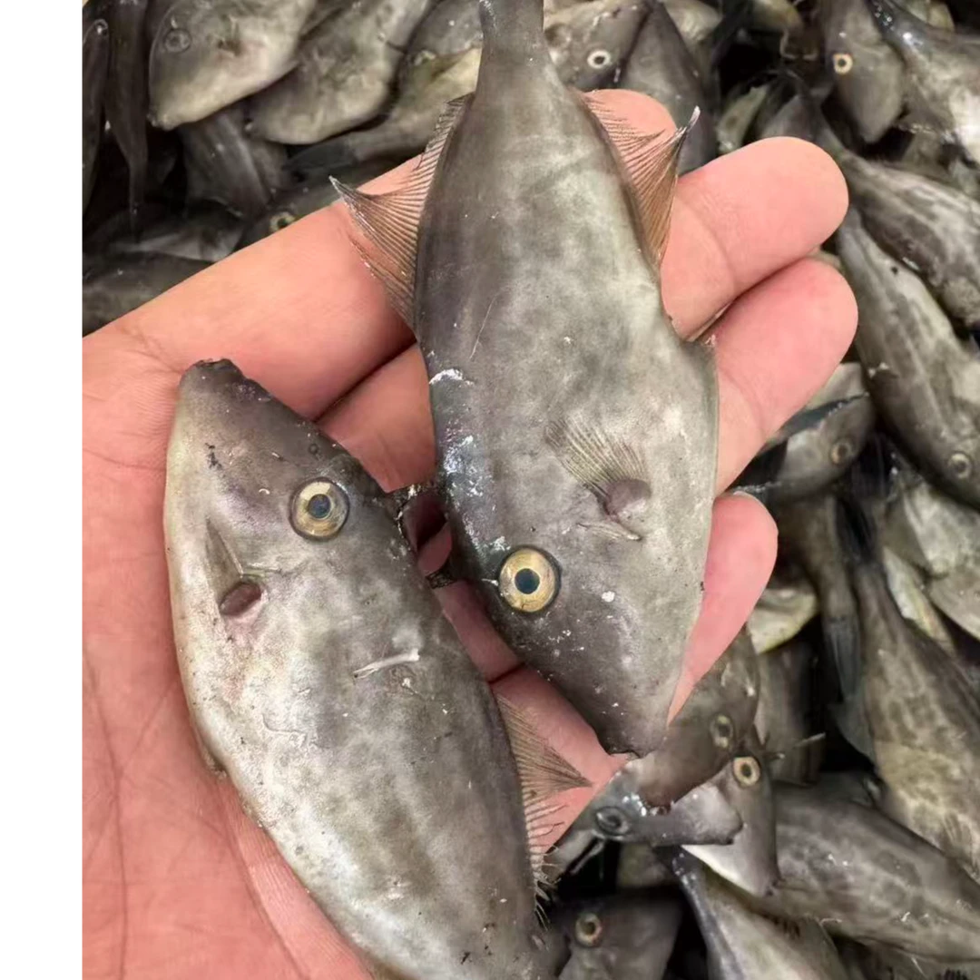 大连渤海湾野生扒皮鱼