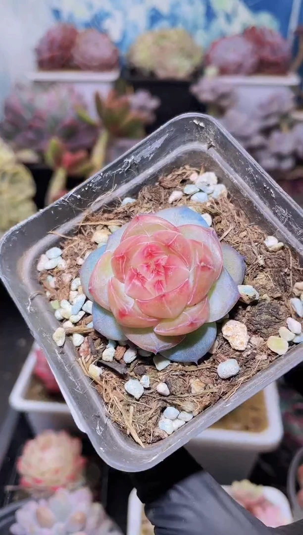 【闪购商品】320宿命