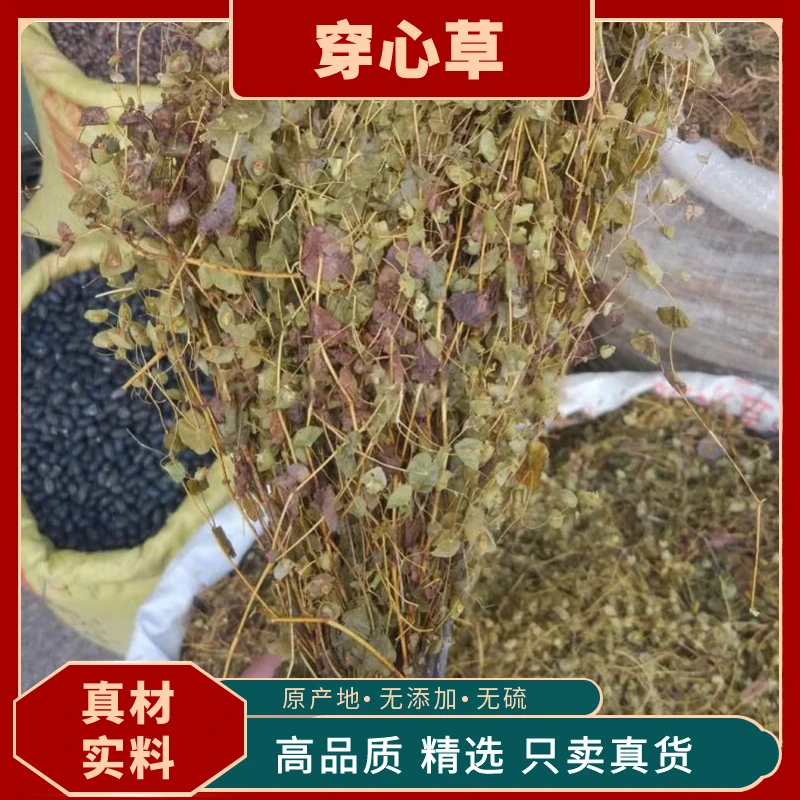 穿心草穿钱草顶心风狮子草串钱草干货商品穿心草野生中药材茯苓
