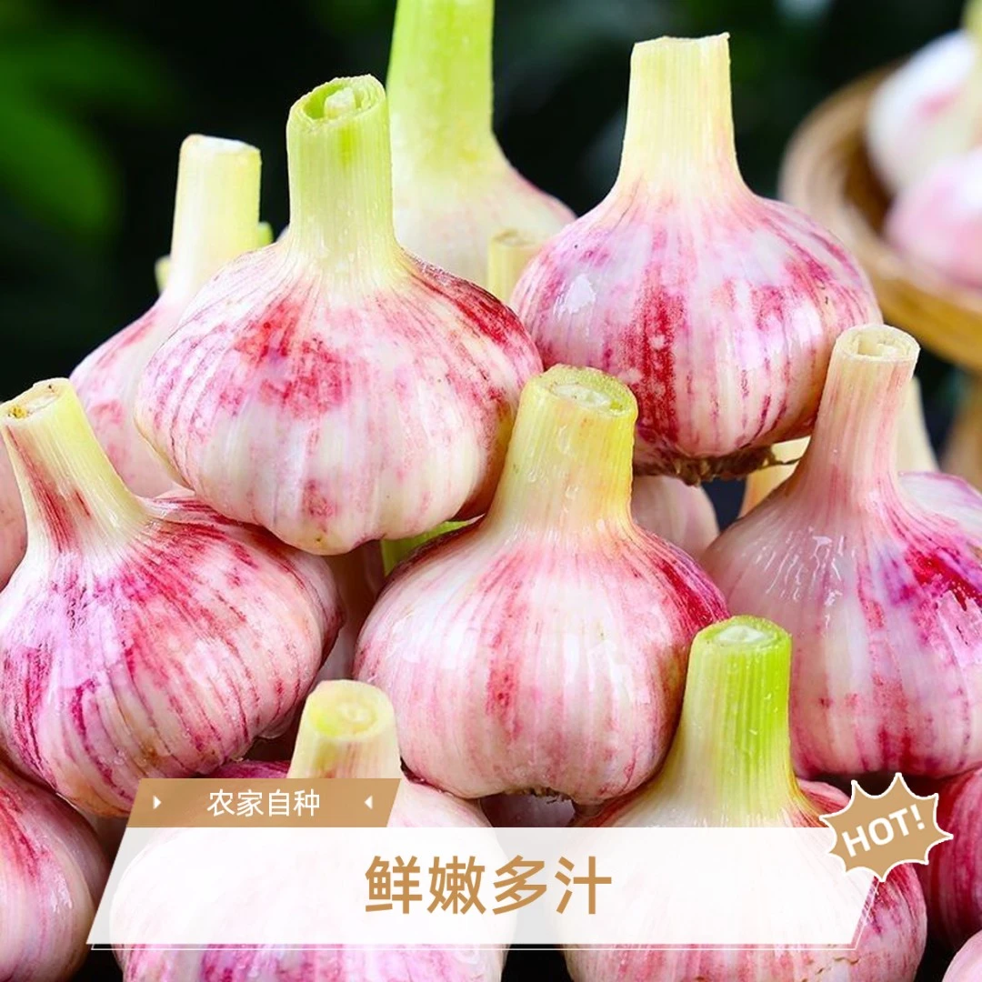 【助农专享】河南紫红皮大蒜头多瓣香蒜新鲜现挖湿蒜调味t