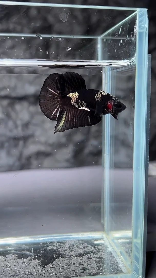 斗鱼竞拍链接A084