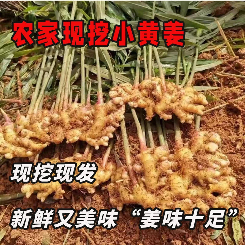 当季新鲜生姜本地小黄姜现挖生姜老姜小黄姜