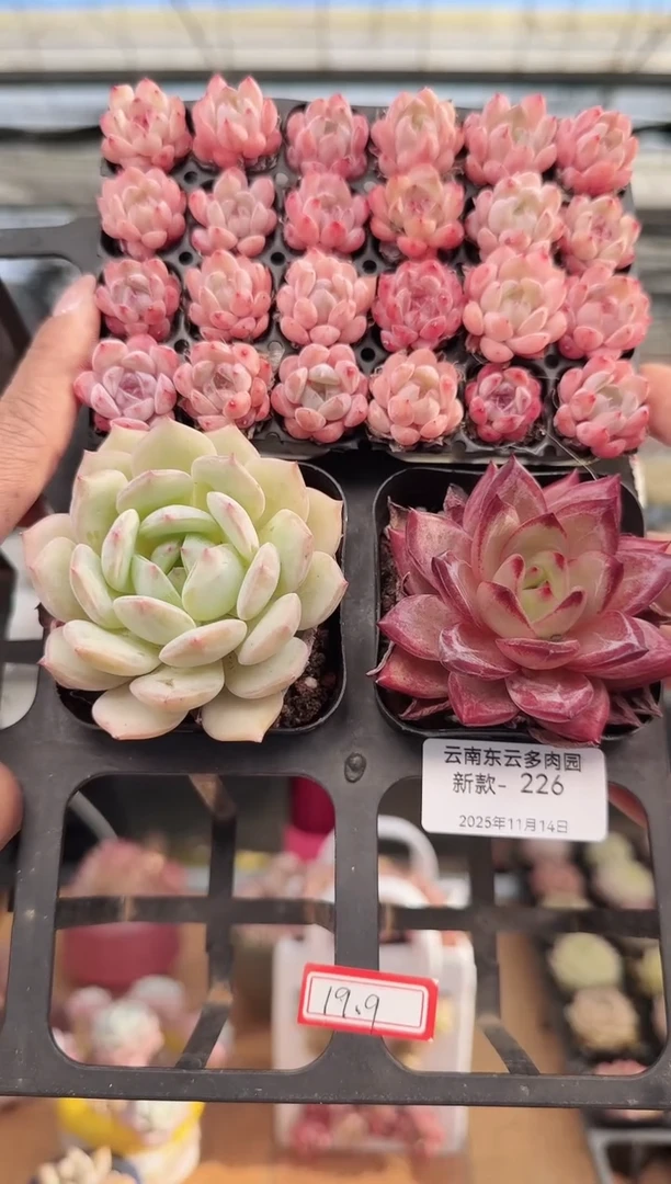 东云多肉园新款-226
