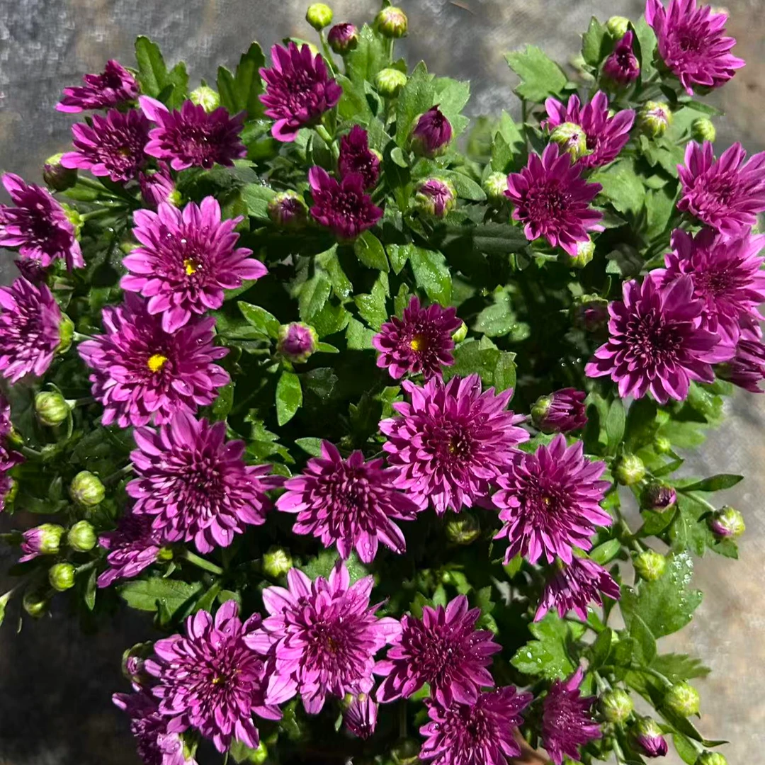 开花【紫色小球菊】带花苞菊花盆栽九月菊多季开花室内花卉植物