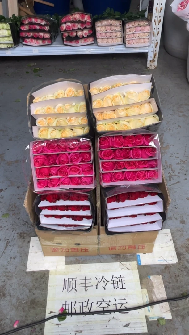 高原红20枝+佛洛依德20枝+香槟20枝