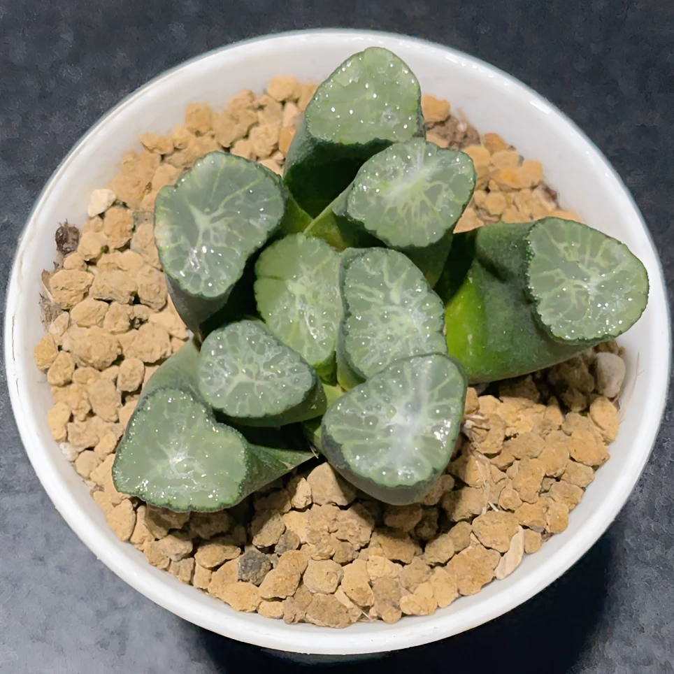 雪葵万象多肉植物室内阳台客厅绿植小型盆栽玉露多肉带盆带土发货
