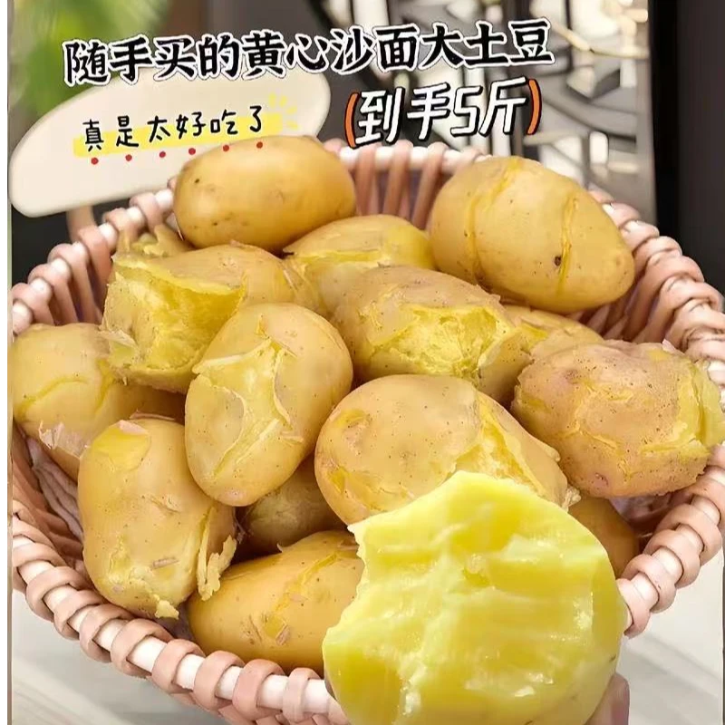 山东新黄心土豆现挖现发新鲜到家5斤9斤黄皮黄肉