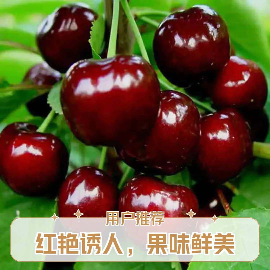 【次日达】山东美早大樱桃大果现采现摘毛重 一斤四J美早山东省